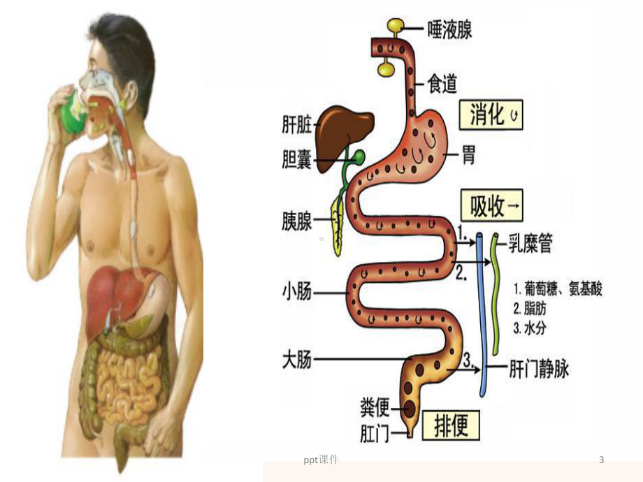 文明如厕讲卫生课件.ppt_第3页