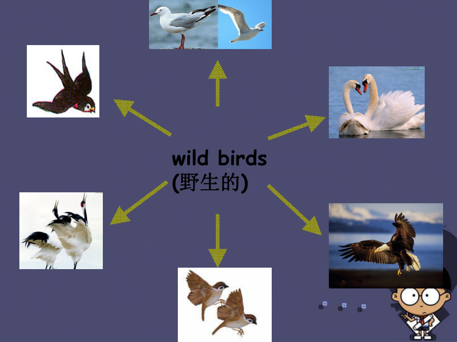 八年级英语上册《Unit-6-Bird-watching-Task》课件3-(新版)牛津版.ppt（纯ppt,不包含音视频素材）_第3页