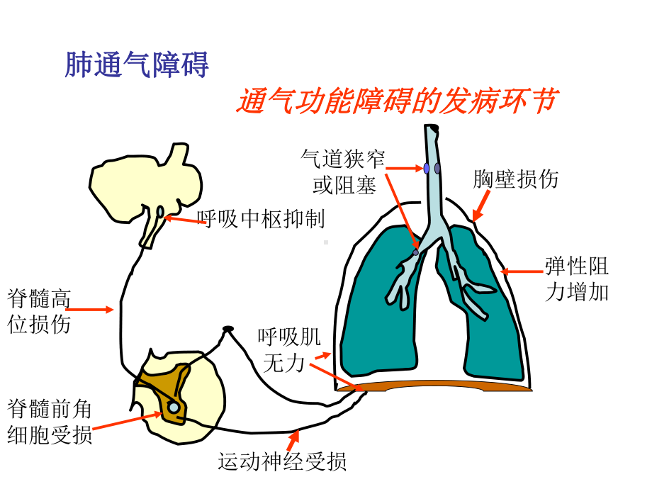 肺泡毛细血管膜结构课件.ppt_第3页