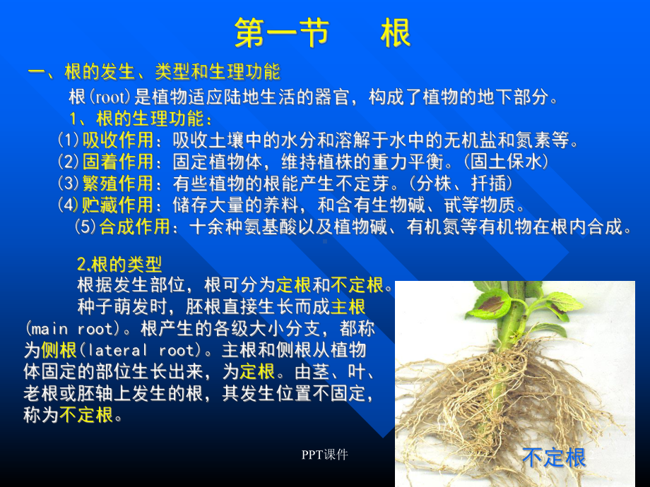 植物根的结构课件.ppt_第2页