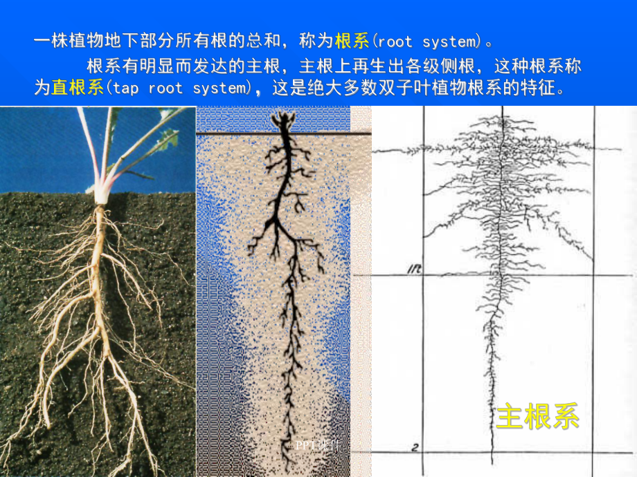 植物根的结构课件.ppt_第3页