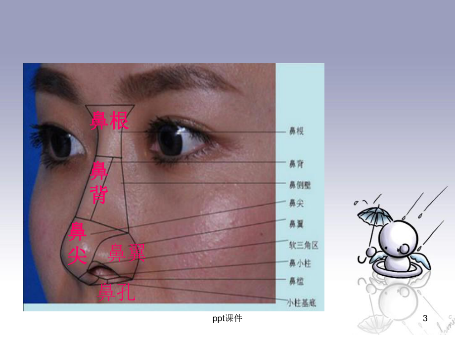 鼻子的秘密课件.ppt_第3页