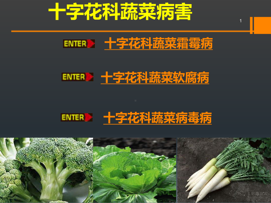 十字花科蔬菜病害课件.ppt_第1页