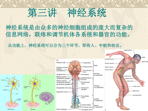 动物生理学-神经系统课件.ppt