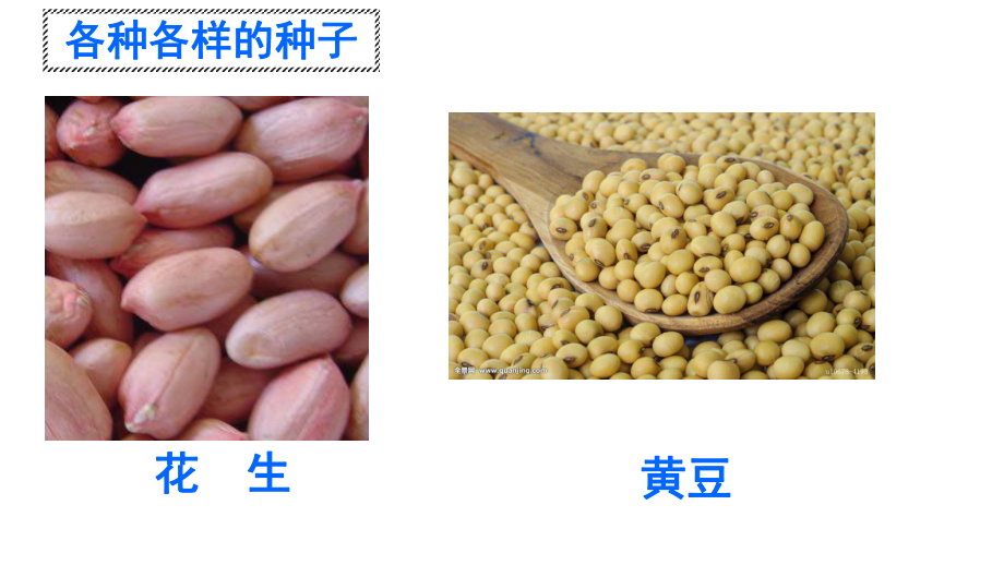 人教版七级上册种子植物优质课件.pptx_第3页