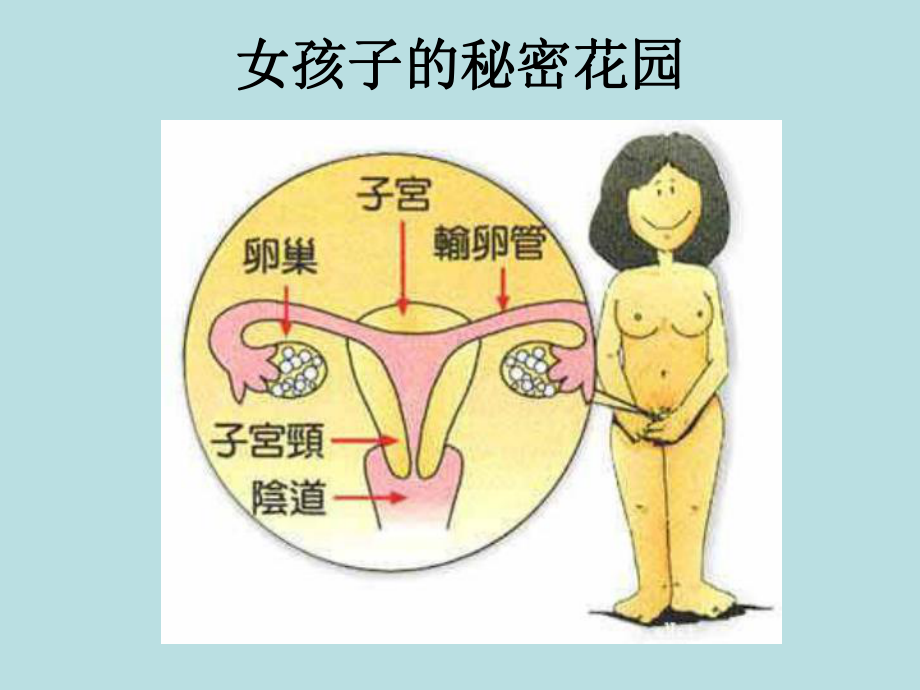 女生早期性教育(生理卫生课)-主题班会课件.ppt_第2页