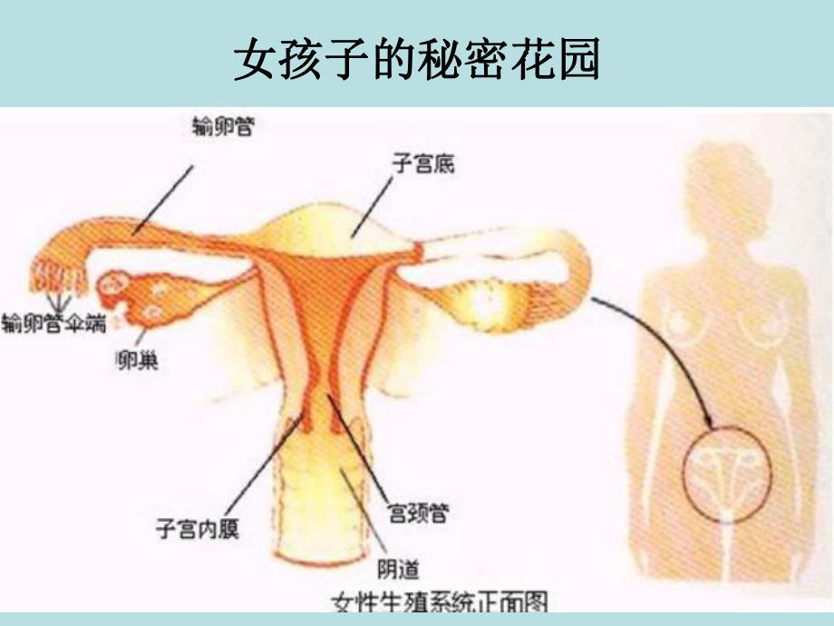 女生早期性教育(生理卫生课)-主题班会课件.ppt_第3页