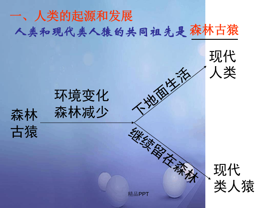 人教版初中生物七年级下册第四单元生物圈中的人第一章人的由来课件2.ppt_第2页