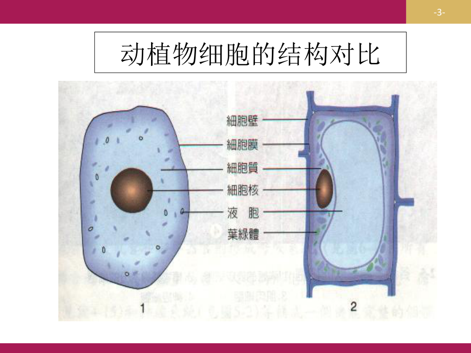 人教版七年级生物上册第二单元第二章-植物体的结构层次课件.ppt_第3页