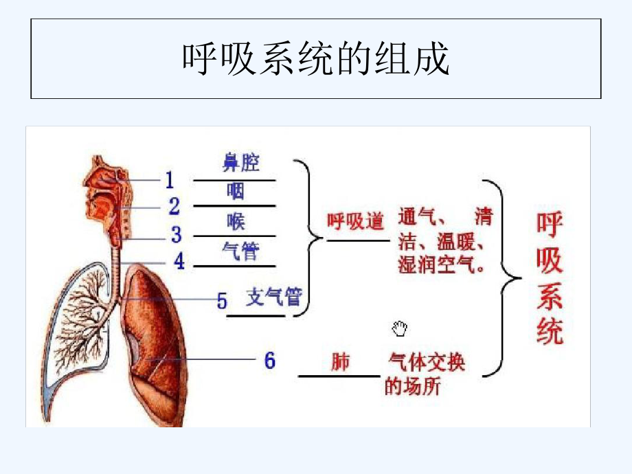 内科-呼吸系统疾病常见症状课件.ppt_第3页