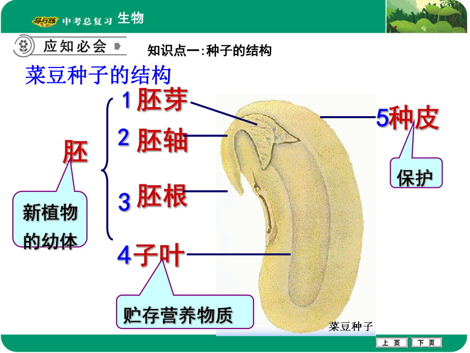 绿色植物的一生课件.ppt_第2页