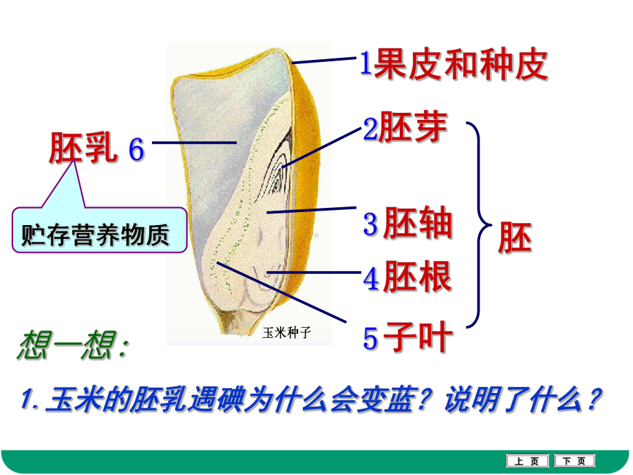 绿色植物的一生课件.ppt_第3页