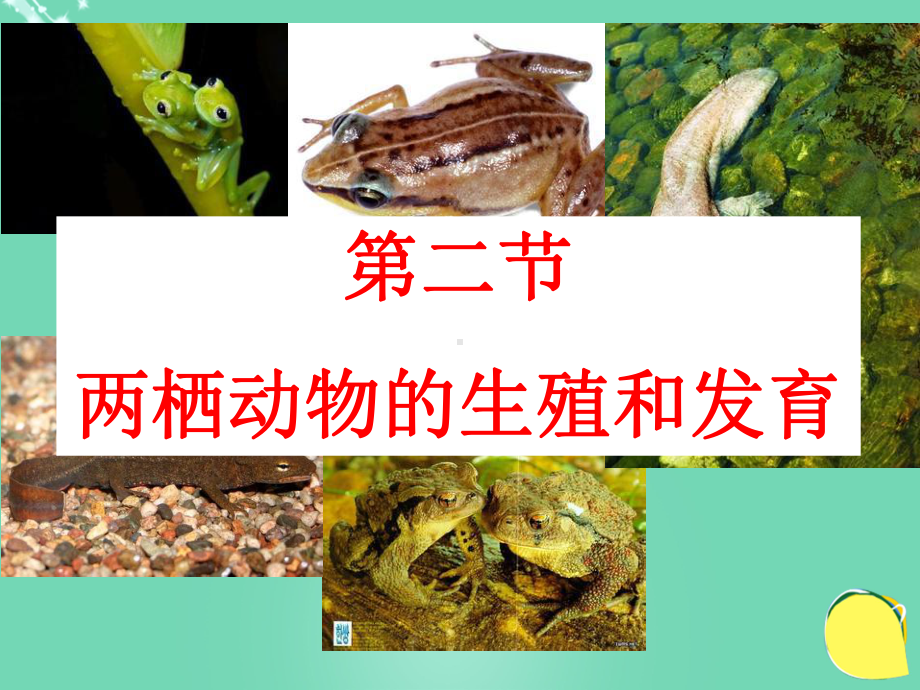 八年级生物上册第四单元第二章第二节两栖动物的生殖和发课件.ppt_第3页