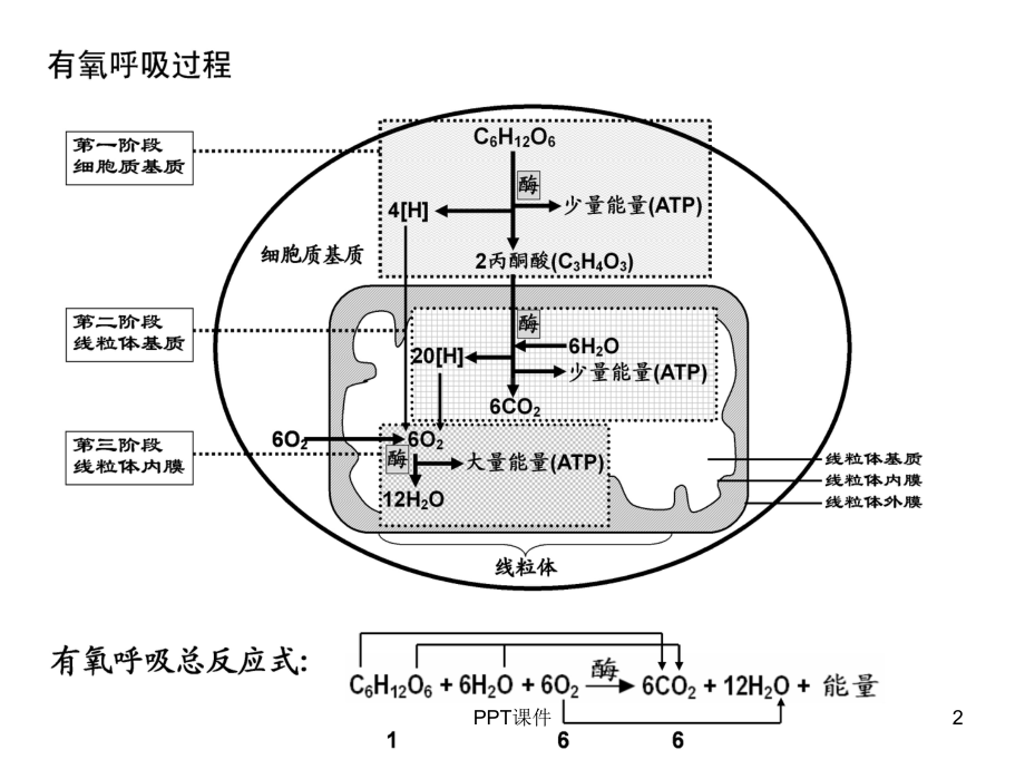 总光合与净光合的区分课件.ppt_第2页