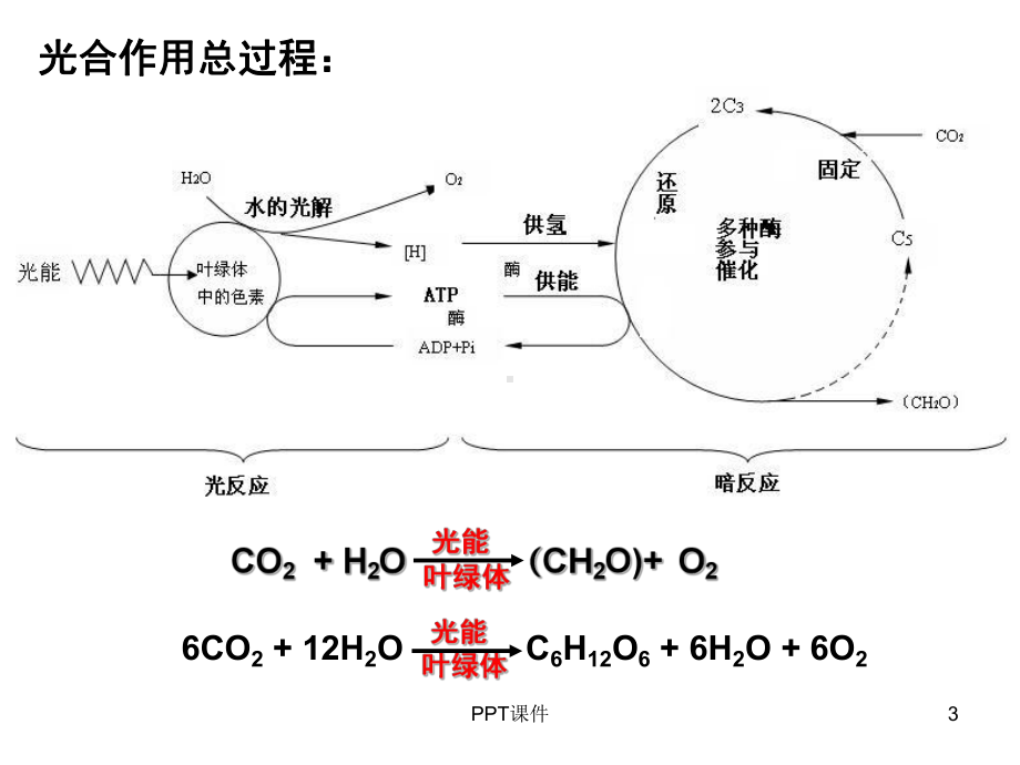 总光合与净光合的区分课件.ppt_第3页