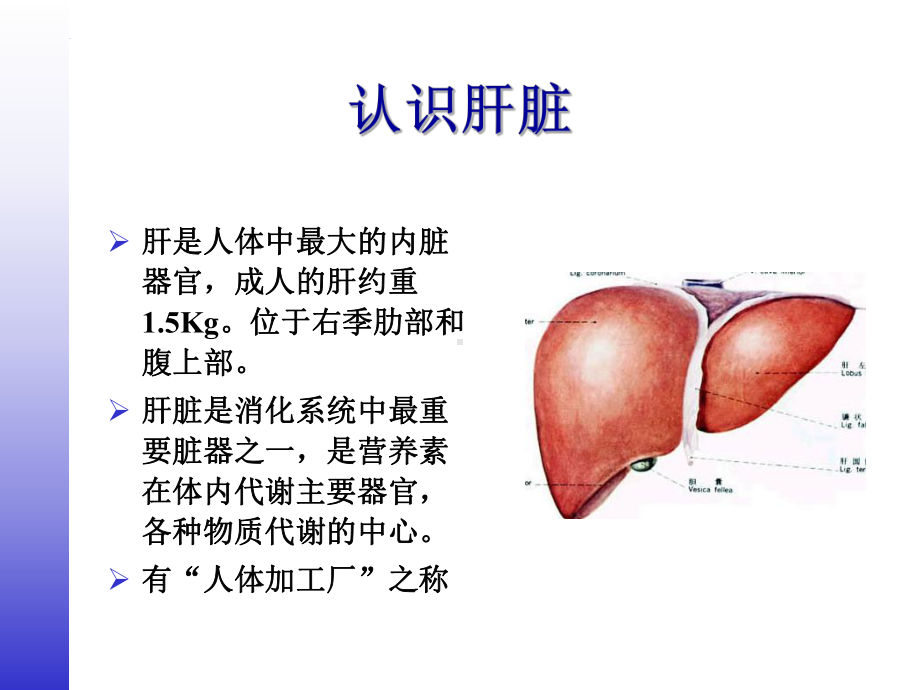 肝病的营养治疗课件.ppt_第3页