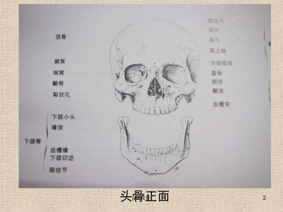 素描头像教学课件.ppt_第2页