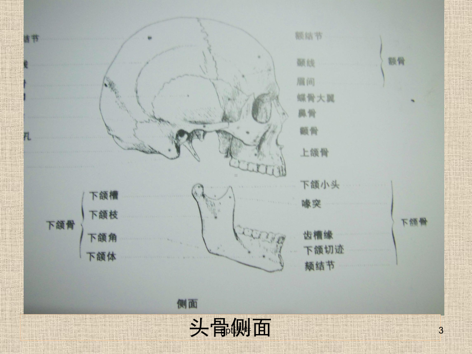 素描头像教学课件.ppt_第3页