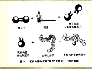 营养保健师&氧自由基与抗氧化课件.ppt