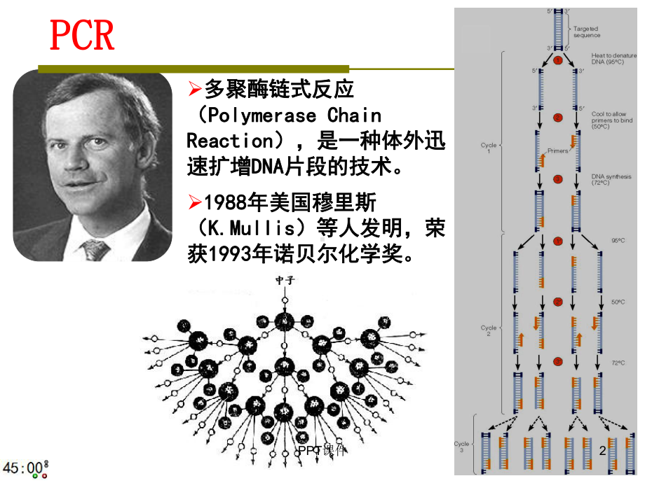 专题复习-PCR技术课件.ppt_第2页