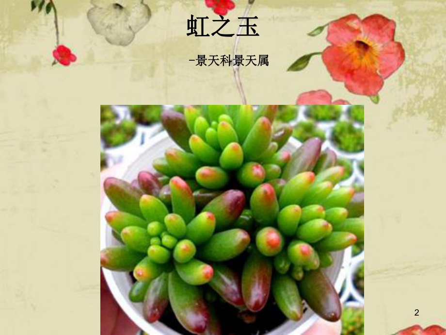 常见多肉植物(200种)参考资料课件.ppt_第2页