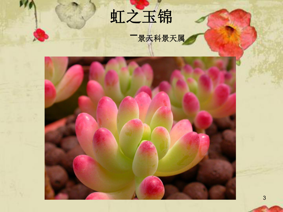 常见多肉植物(200种)参考资料课件.ppt_第3页