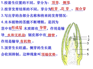 济南版八年级生物上册植物的无性生殖课件.ppt