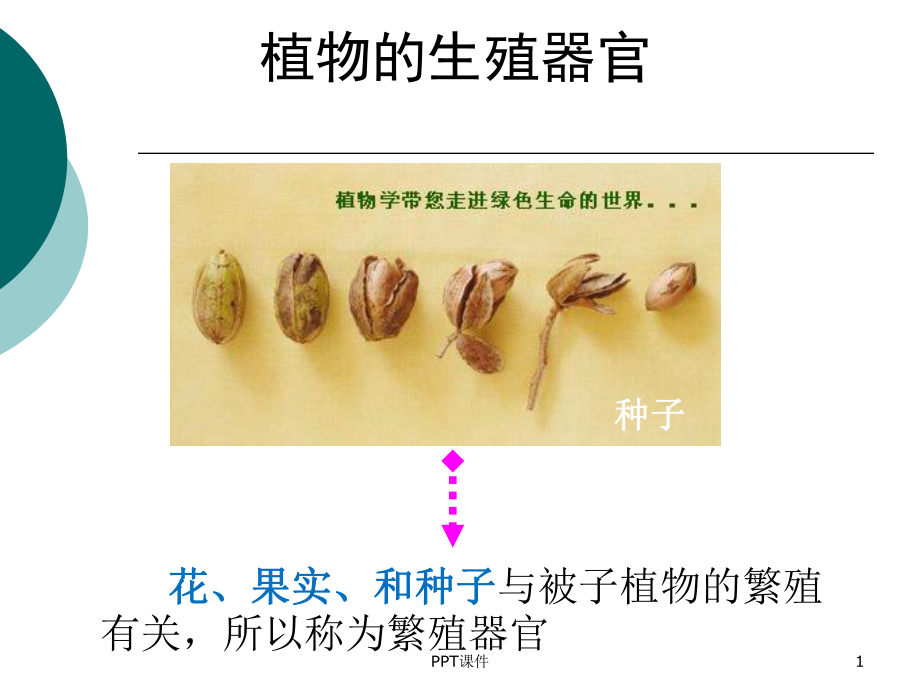 植物的生殖器官课件.ppt_第1页