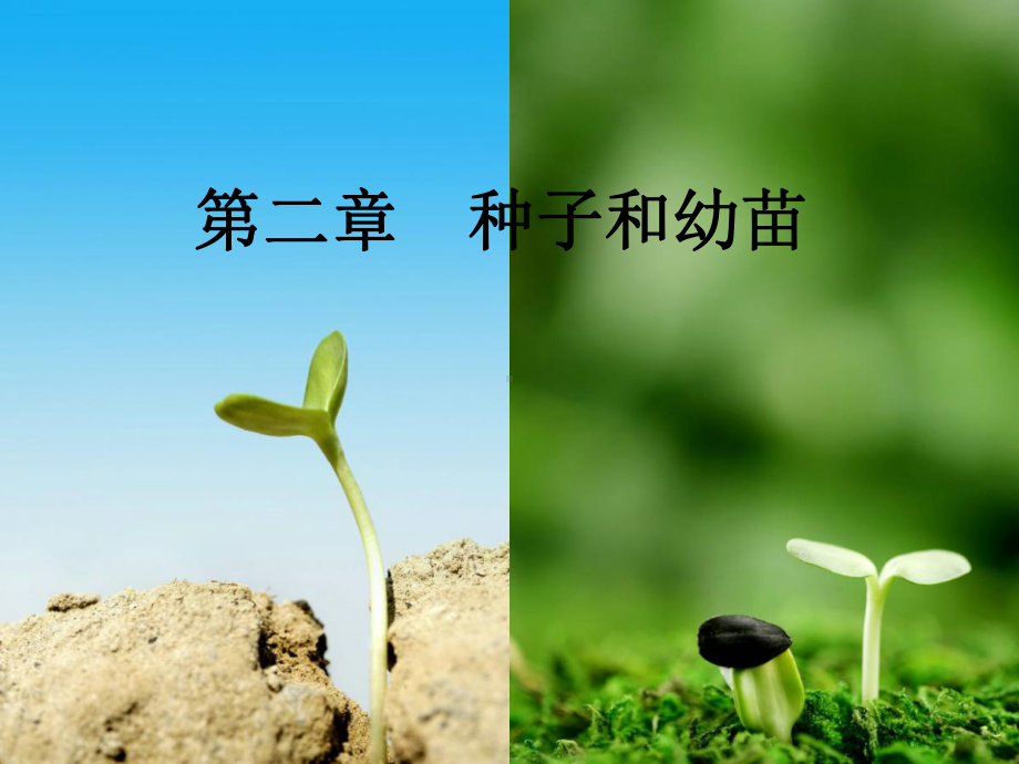 双子叶植物单子叶植物课件.ppt_第1页