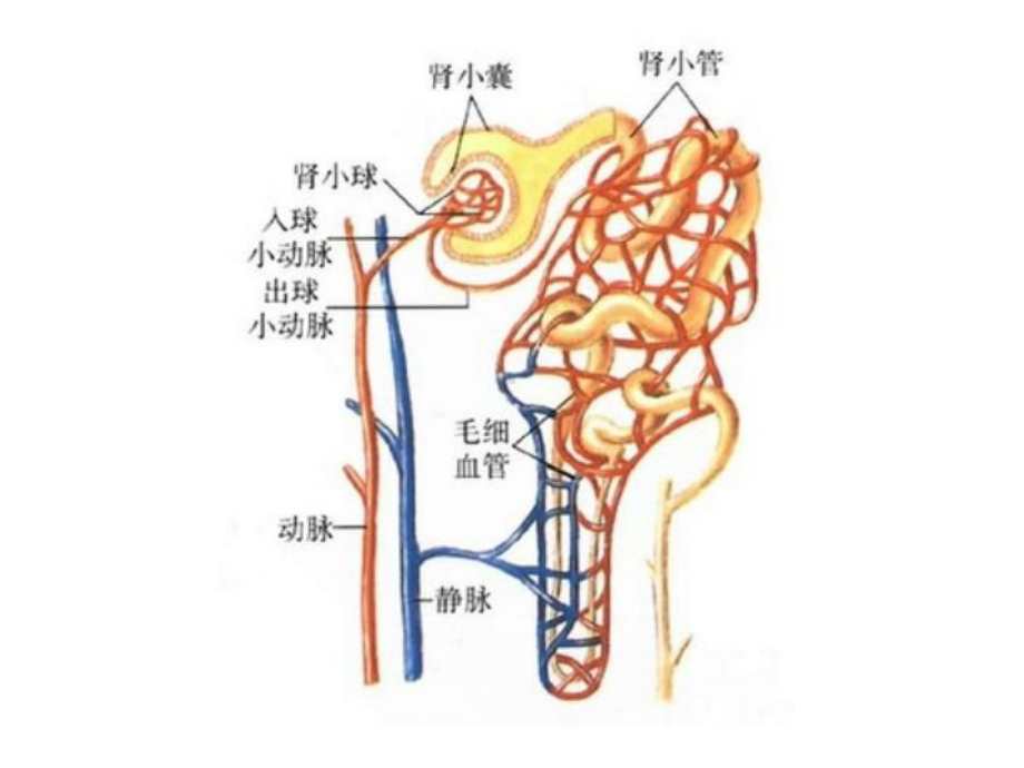 肾小球疾病概述课件1.ppt_第3页