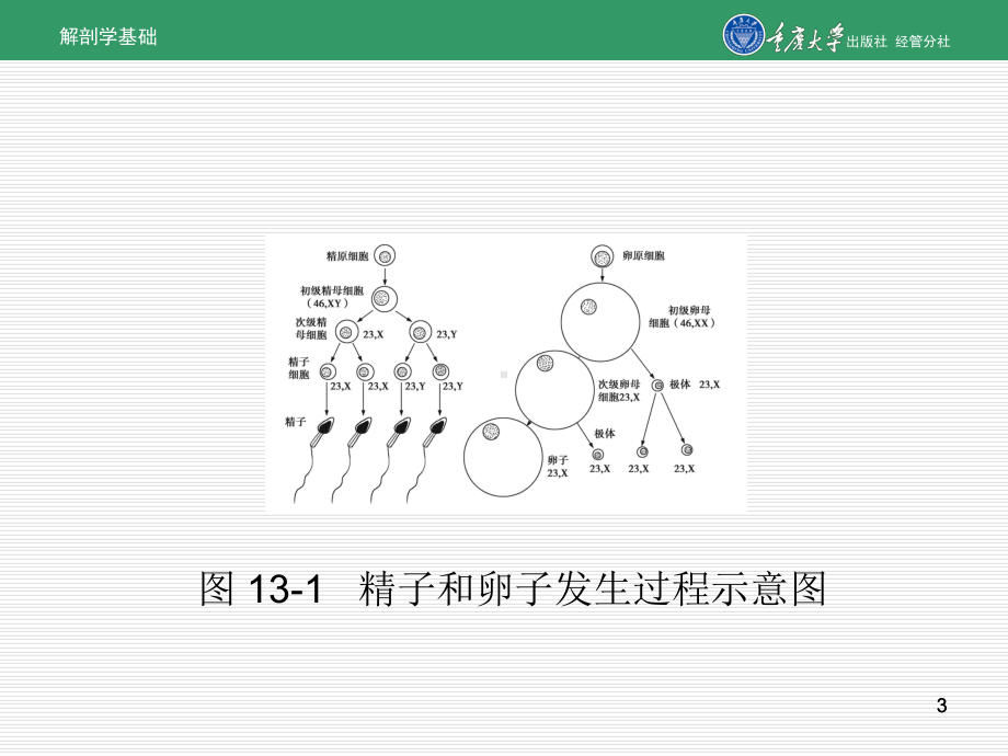 第13章-人体胚胎学概要课件.ppt_第3页