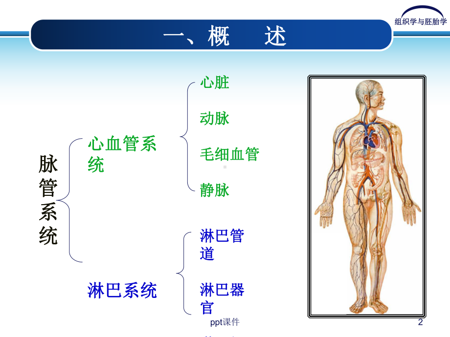 脉管系统课件.ppt_第2页