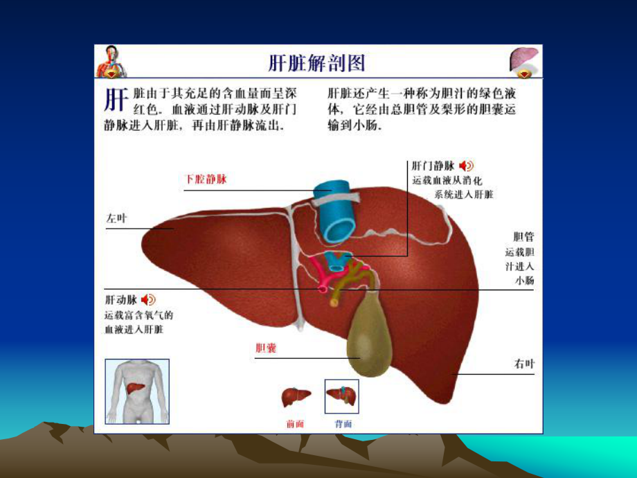 最新肝衰竭的护理课件.pptx_第2页