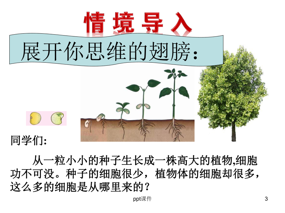 济南版第二节细胞的分裂和分化课件.ppt_第3页