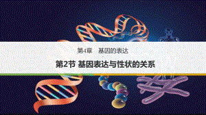 人教版高一必修二42-基因表达与性状的关系课件.pptx