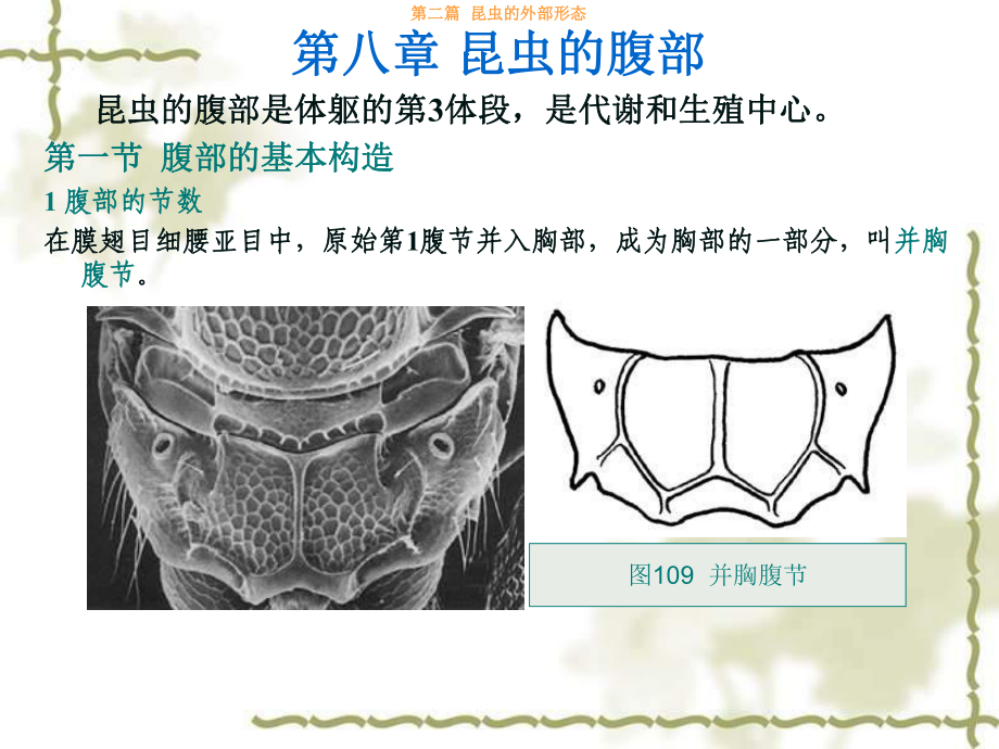 第八章昆虫的腹部课件1.ppt_第3页