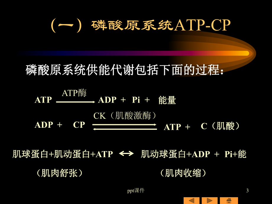 三大供能系统课件.ppt_第3页