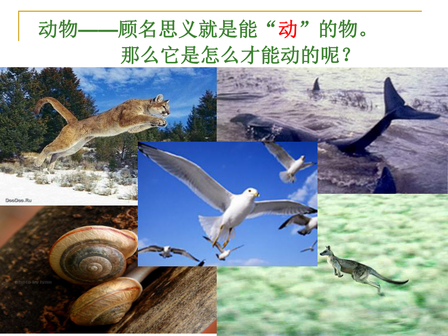 北师大版八年级生物上册课件：152-动物的运动的形成.ppt_第2页