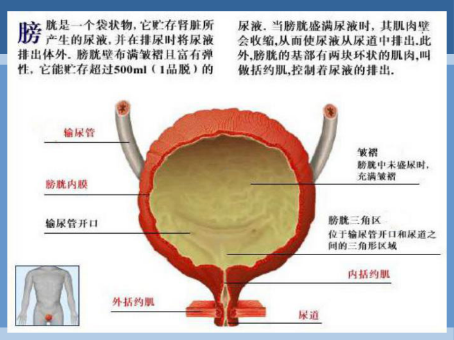 膀胱功能训练最新版本课件.ppt_第2页