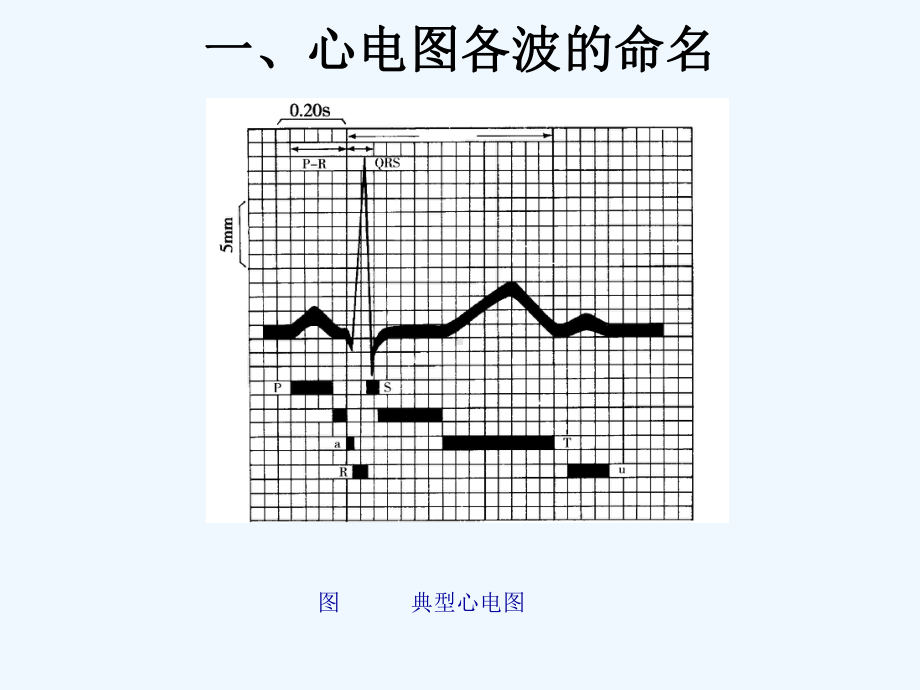 第六讲心肌细胞动作电位与心电图的关系课件.ppt_第3页