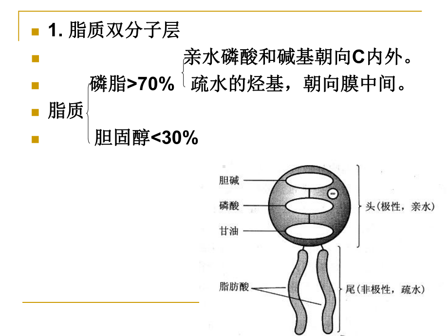 第二章-细胞膜动力学和跨膜信号通讯课件.ppt_第3页