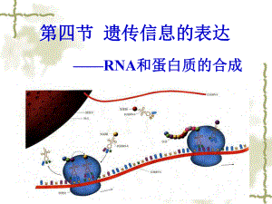 基因的表达课件高中生物公开课.ppt