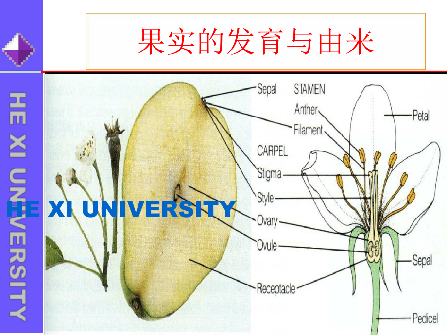 果实的形成与结构课件.ppt_第2页