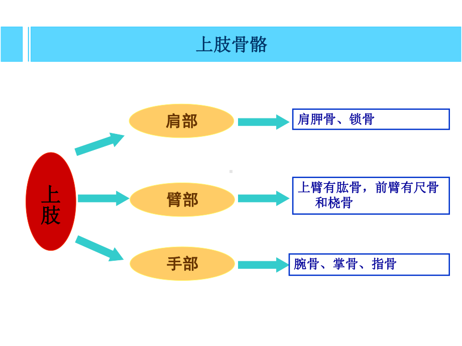 人体解剖学-上肢、下肢课件.ppt_第2页