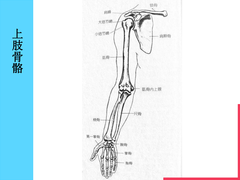 人体解剖学-上肢、下肢课件.ppt_第3页