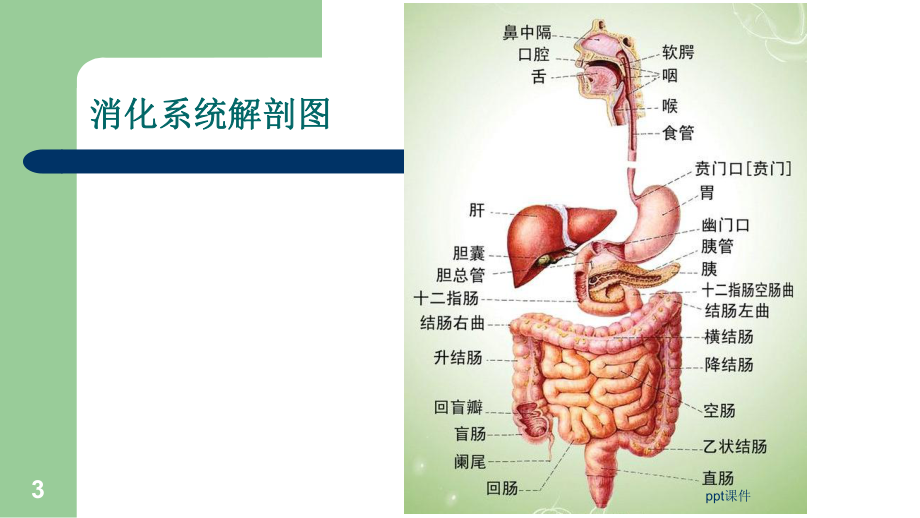 外科护理学-胃十二指肠疾病病人的护理课件.ppt_第3页