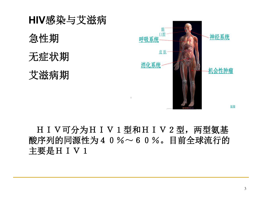 母婴传播演示教学课件.ppt_第3页