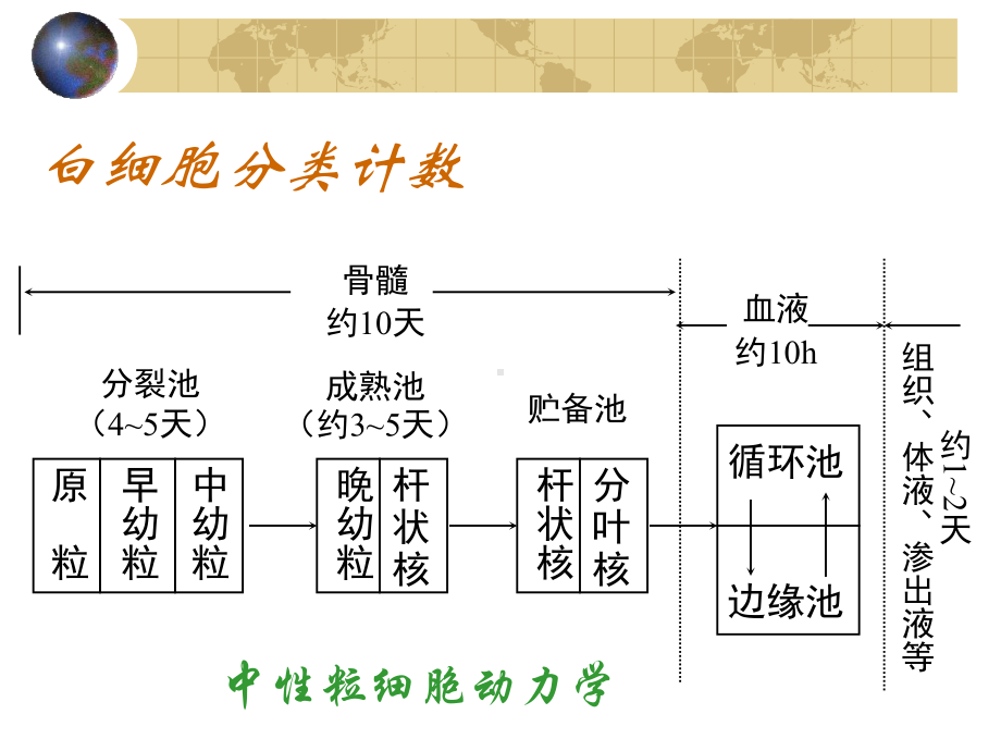 白细胞计数和白细胞分类计数-赣南医学院课件.ppt_第3页