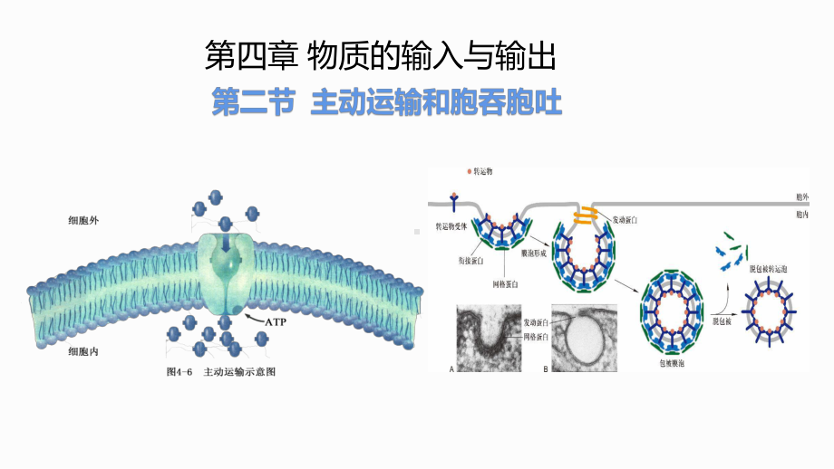 主动运输和胞吞胞吐教学课件.pptx_第1页