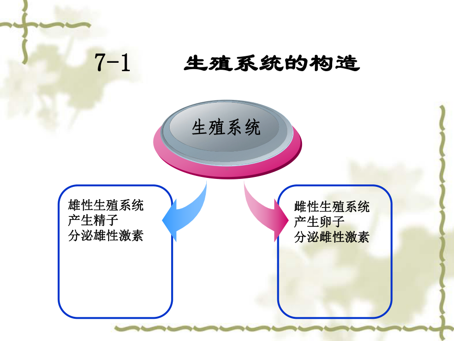 副性腺包括精囊腺课件.ppt_第3页